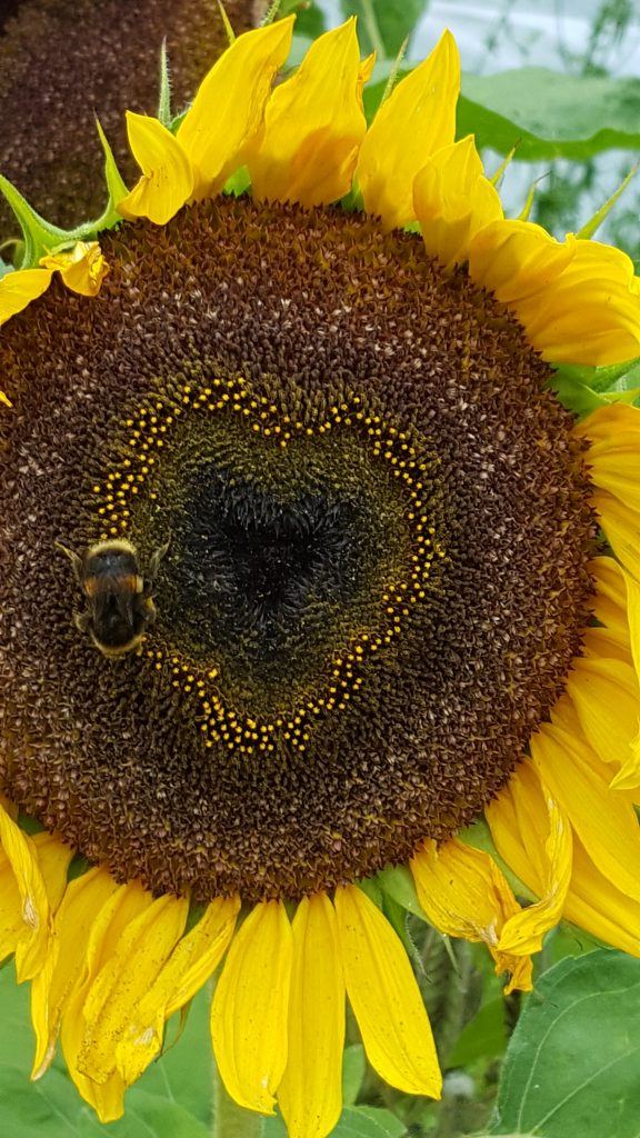 Photograph of Sunflower - copyright Jessica Robinson